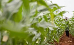 KenyaMaizeExpt Burke