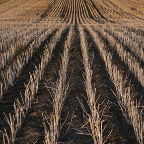 Uniform rows of withered stalks in a dry farm field