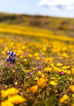 A wildflower superbloom in North Table Mountain Ecological Reserve in California sprouted after a series of winter storms in early 2023. Image credit: Madison Pobis