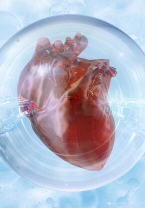 An illustration of a heart (2)
