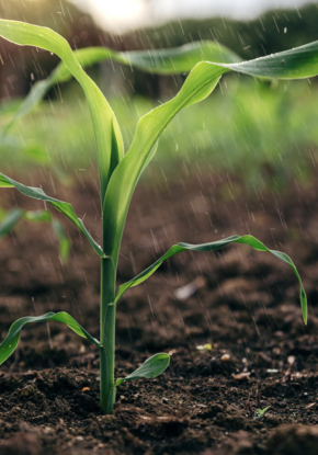 rain on crops