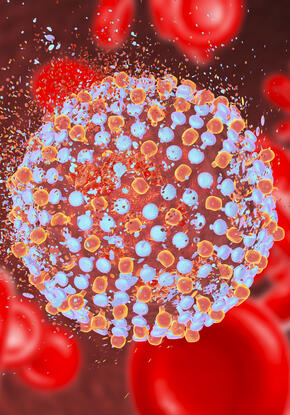 An illustration of Hepatitis C