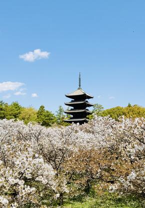 cherry blossoms in Kyoto, Japan