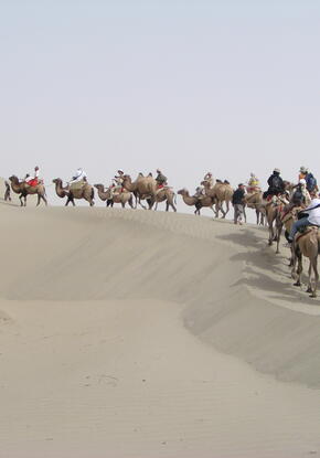 Taklamakan desert, camels