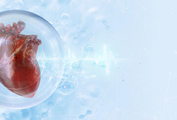 An illustration of a heart 