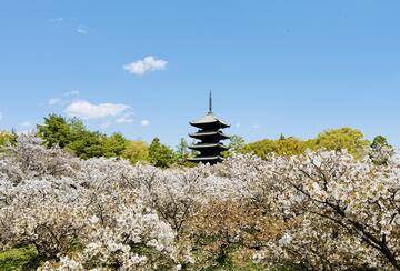 cherry blossoms in Kyoto, Japan