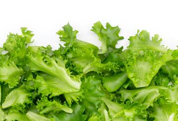 lettuce