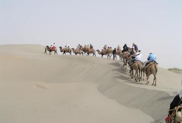 Taklamakan desert, camels
