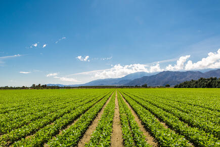Organic Crops Grow on Fertile Farm Field in California