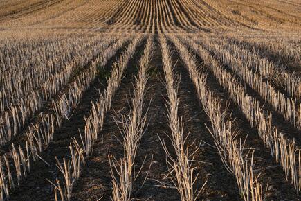 Uniform rows of withered stalks in a dry farm field