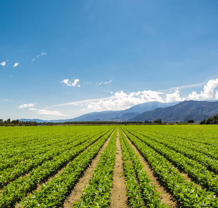 Organic Crops Grow on Fertile Farm Field in California