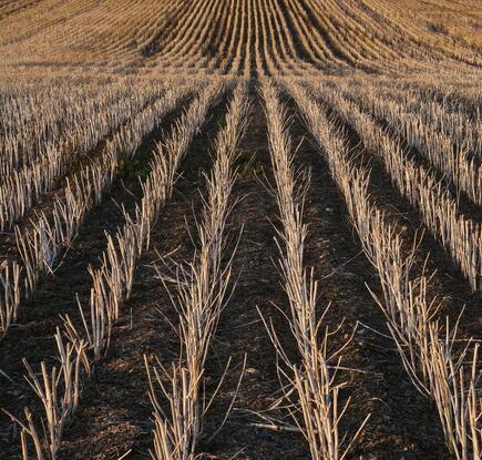 Uniform rows of withered stalks in a dry farm field
