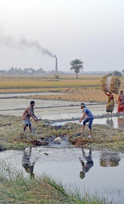 Men working in a rice paddy