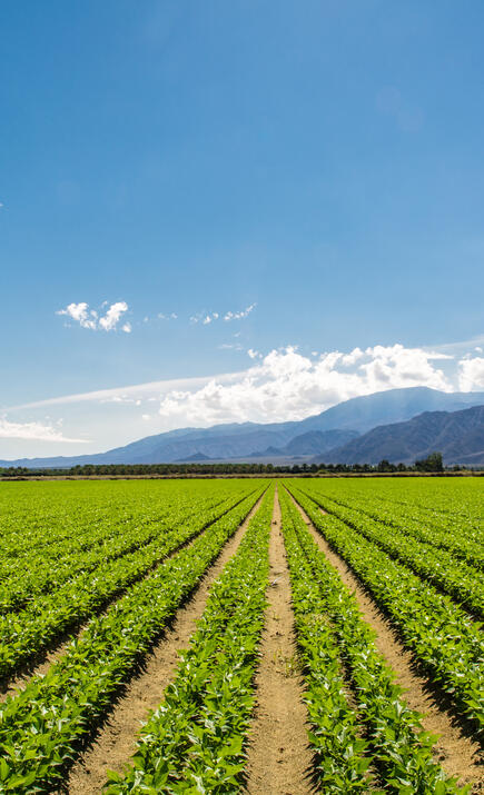 Organic Crops Grow on Fertile Farm Field in California