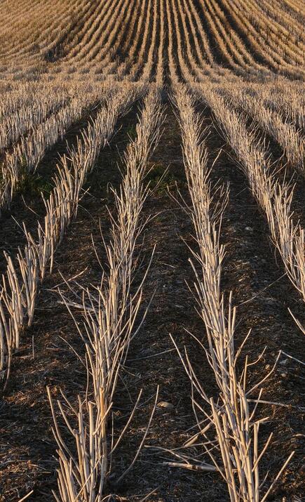 Uniform rows of withered stalks in a dry farm field