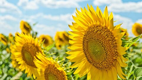 Sunflowers