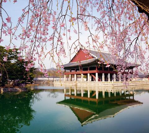 Cherry blossoms in Gyeonghoeru Pavilion in Gyeongbokgung Palace, Seoul, Korea.