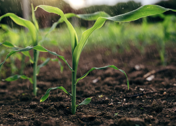 rain on crops