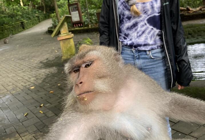 A monkey commandeer the MIP camera in Indonesia.