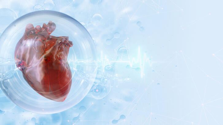 An illustration of a heart 