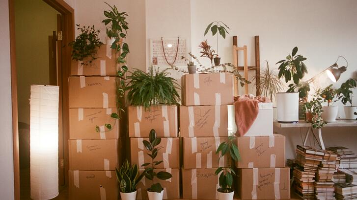 A room filled with lots of boxes and plants