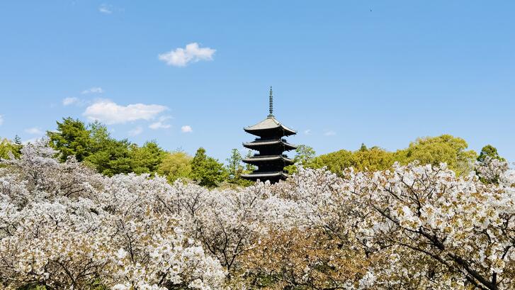 cherry blossoms in Kyoto, Japan