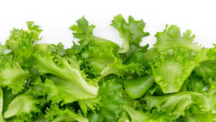lettuce