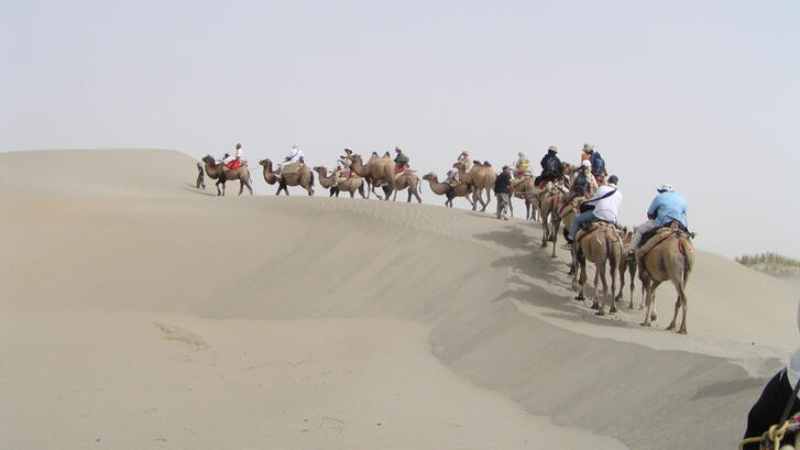 Taklamakan desert, camels