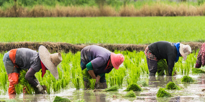 china rice field workers