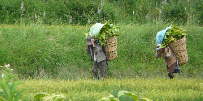 tobacco