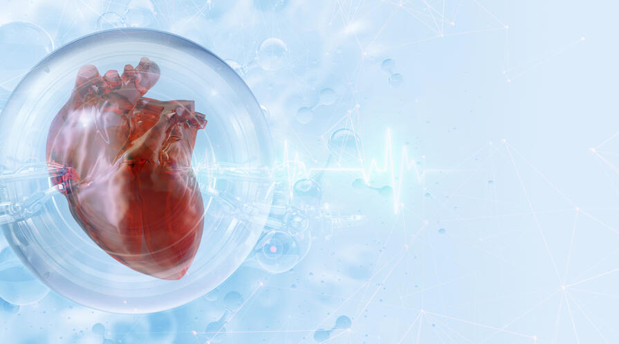 An illustration of a heart 