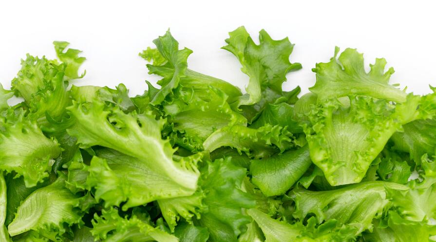 lettuce