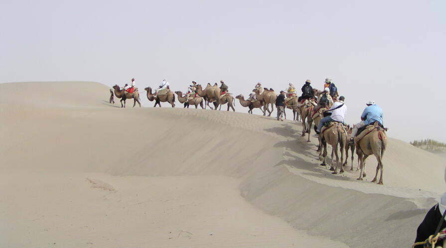 Taklamakan desert, camels