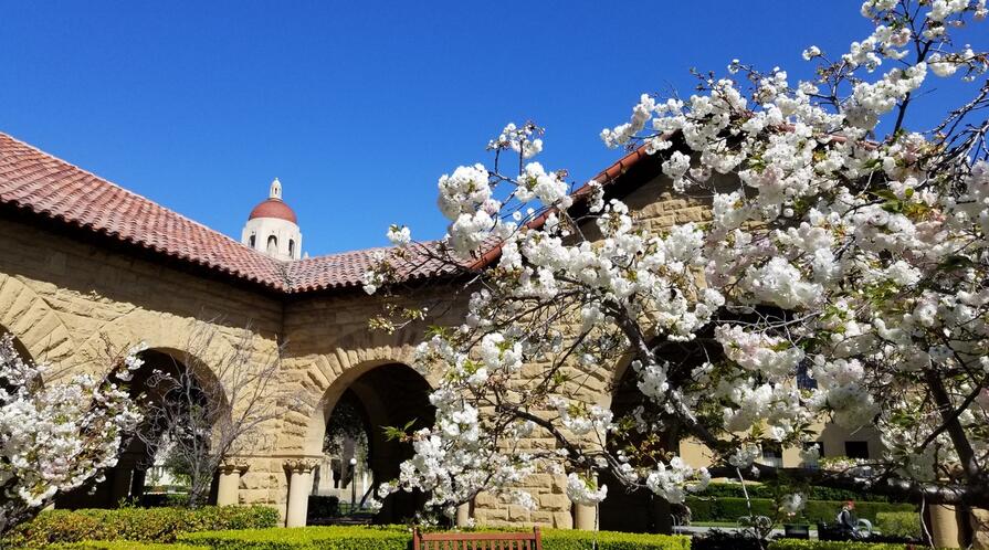 cherry blossoms at stanford