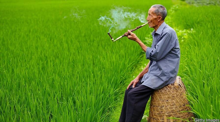 Old man smokes out of a pipe while sitting in a field.