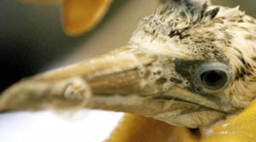 Seabird oilspillthumb