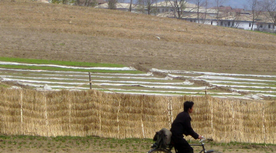 SpringFieldsNKNEWSFEED